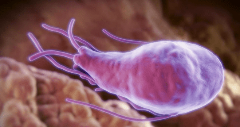 Alveococcus a echinococcus