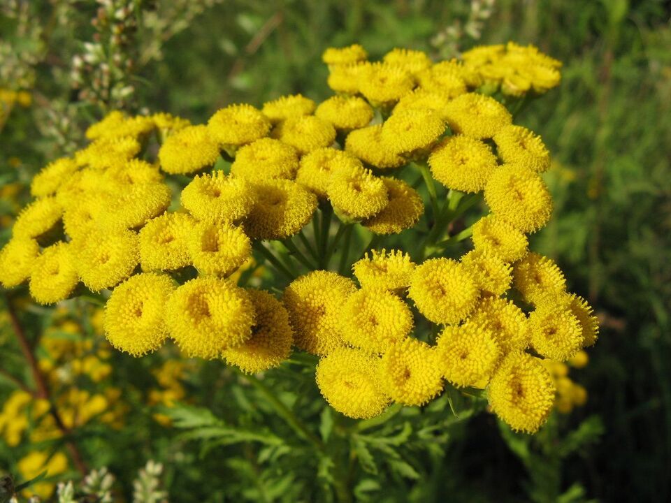 tansy proti parazitom