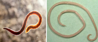 Roundworms